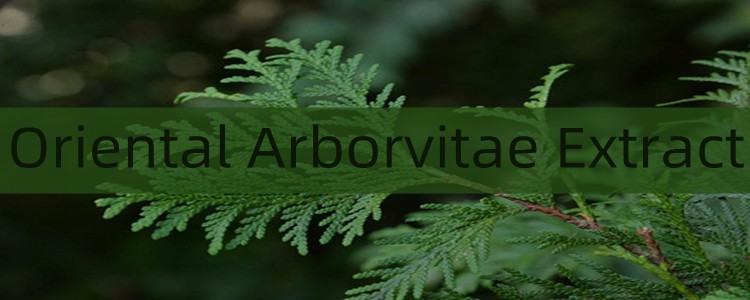 Oriental Arborvitae.jpg